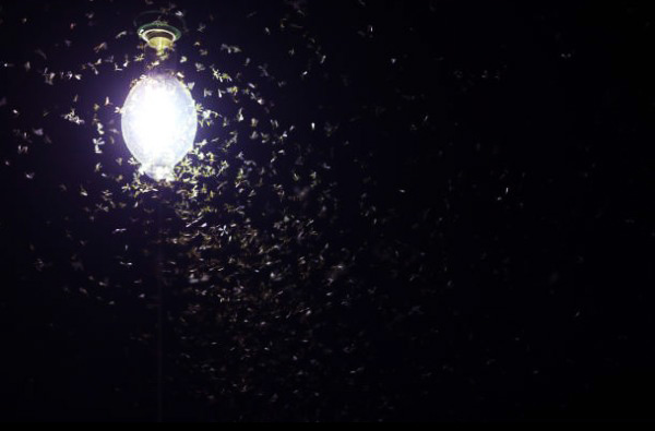 Ledでもすべての虫はガードできません 虫が寄りつく駐車場灯を安くled化する方法 株式会社富士メディシィエ