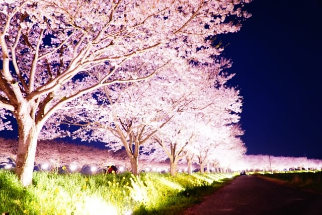 Led照明で樹木の雰囲気がグレードアップ おすすめの照明を紹介 株式会社富士メディシィエ